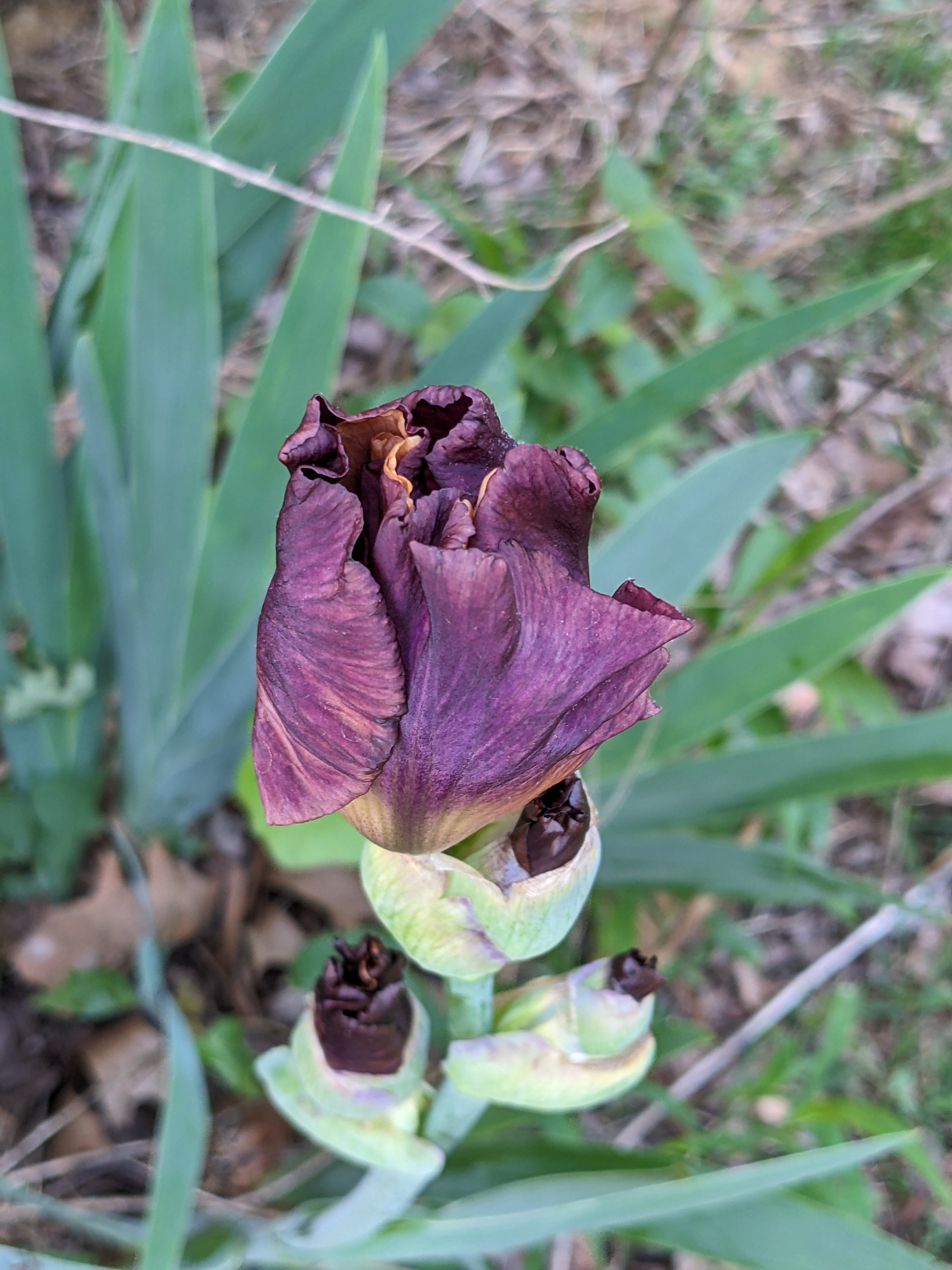 Iris plants by the porch corner.